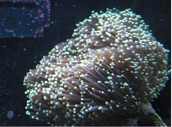 min euphylia, men ved ikk hvilken slags.