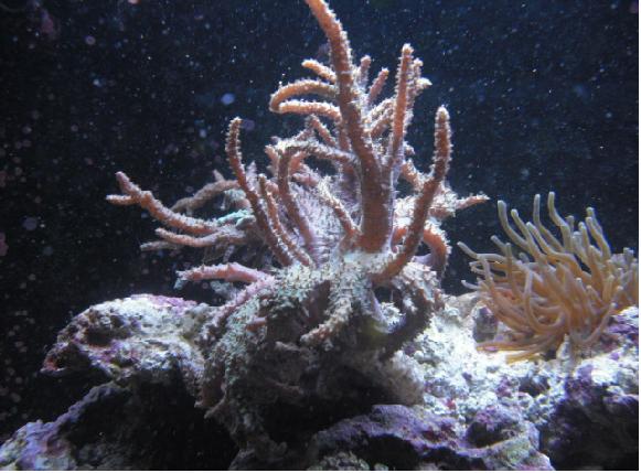 id på den grønne koral?<br />den har mistet lidt af sin grønne farve synes jeg