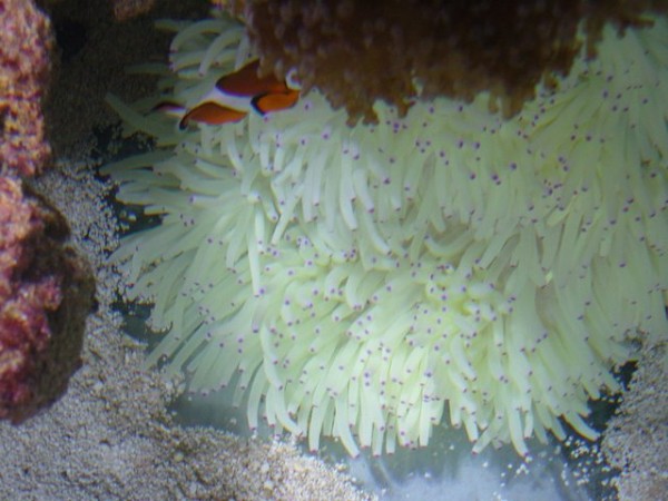 anemone op fra.JPG