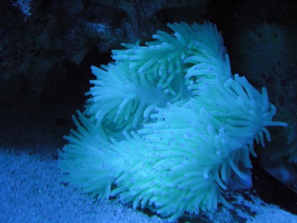 hvid anemone.JPG