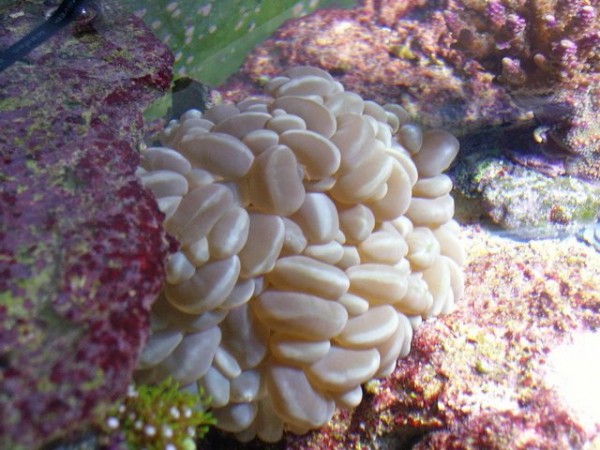 Bobbel koral.JPG