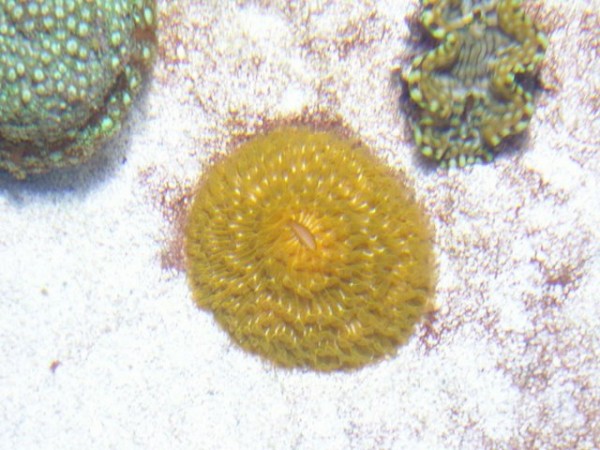 Fungia.JPG