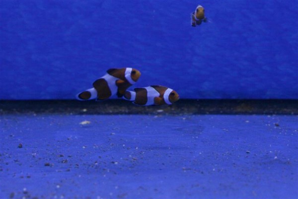 Klovnfisk (Medium).jpg
