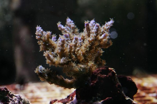 petsupply4 (Medium).jpg