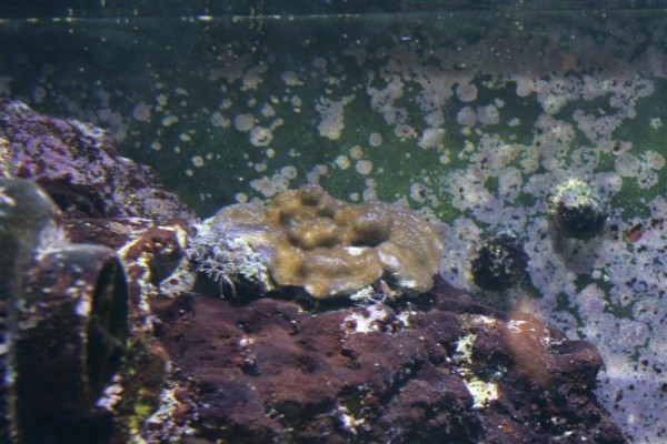600 liter 007 (Medium).JPG