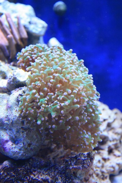 Euphyllia 3.JPG