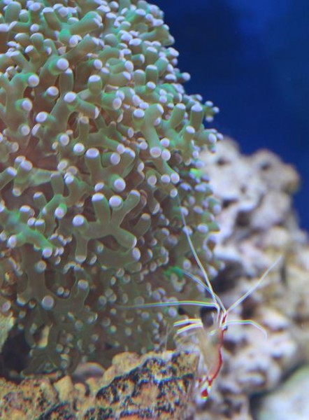 Euphyllia 1.JPG