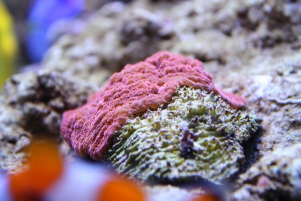 Echinophyllia.JPG