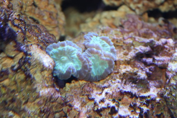 Caulastrea 2.JPG