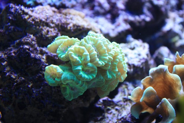Caulastrea 1.JPG