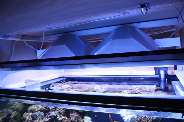 Akvarietop 1.JPG