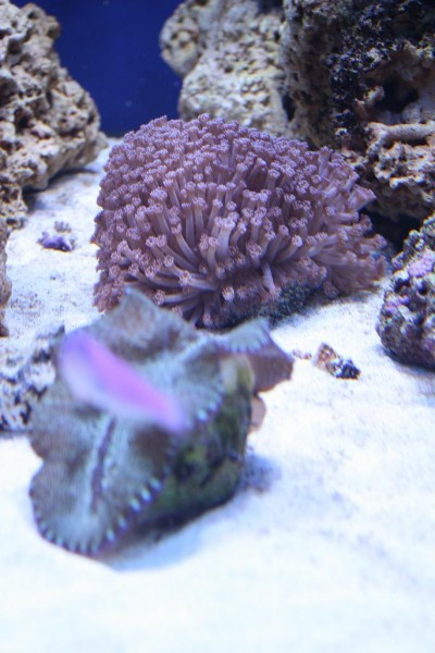Musling - goniopora 2.JPG