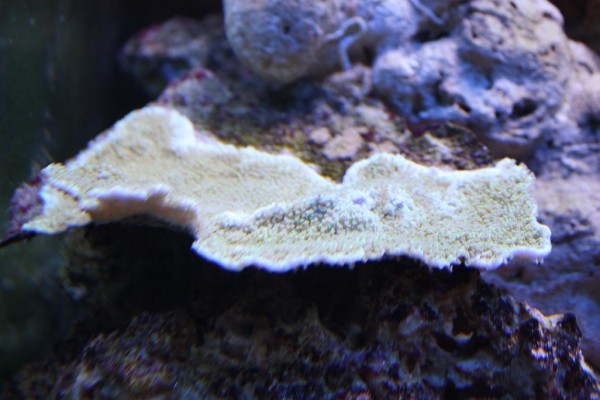 Montipora 1.JPG