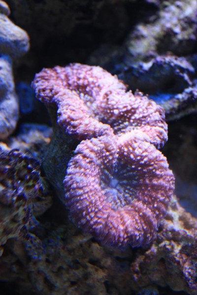 Lobophyllia 1.JPG