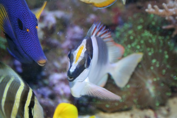 IMG_1938.jpg (104.5 KiB) Vist 992 gange Fotograf - Mig<br />Billede titel - Ræve Fjæs<br />Sted - Min balje<br />Kamera - Canon Eos D400