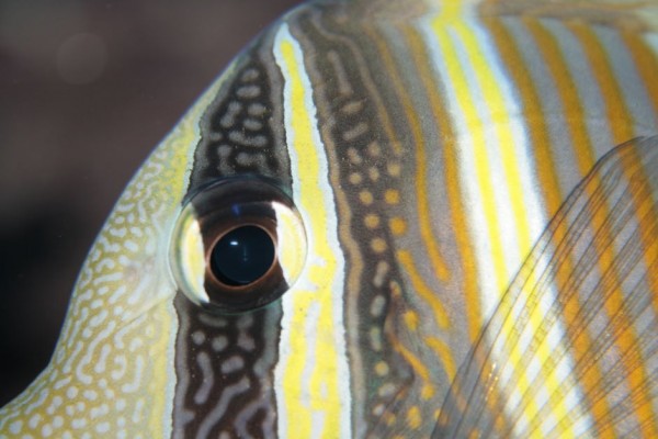 IMG_2327.jpg (103.01 KiB) Vist 993 gange Fotograf - Mig<br />Billede titel - Close up veliferum<br />Sted - Min balje<br />Kamera - Canon Eos D400