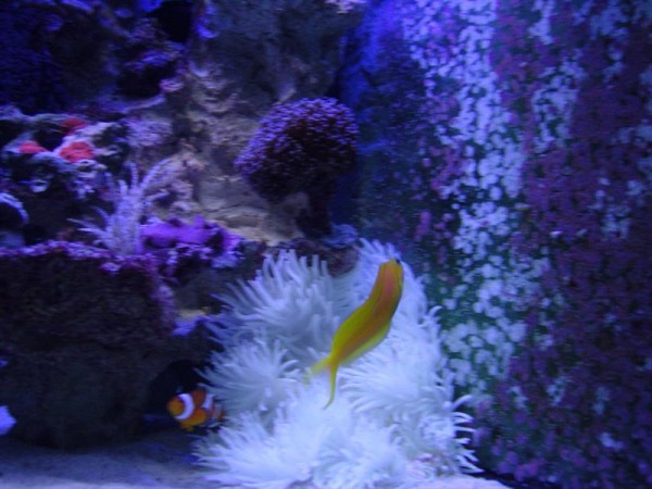gul Blenny (Medium).JPG