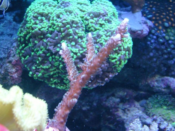 hammer (Medium).JPG