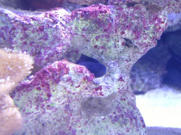 sort goby (Medium).JPG