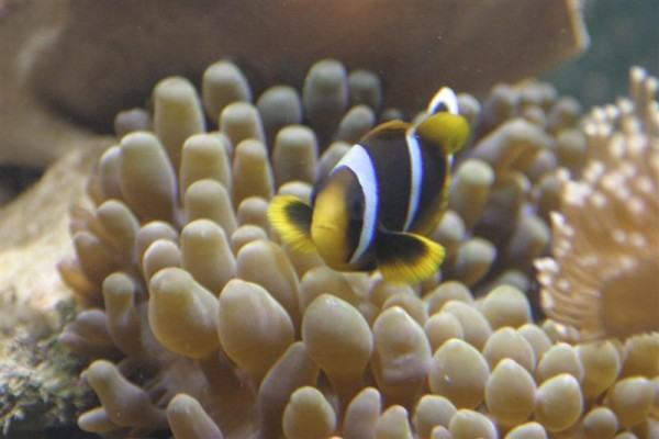 A. clarkii.jpg