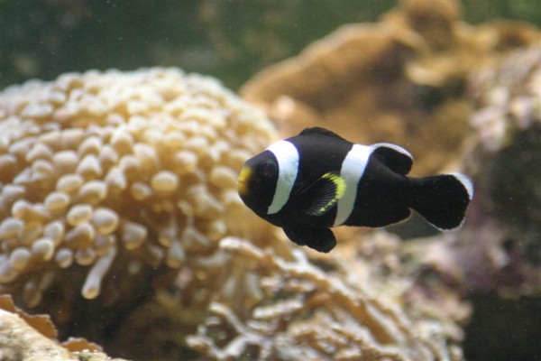 A. clarkii (sort).jpg