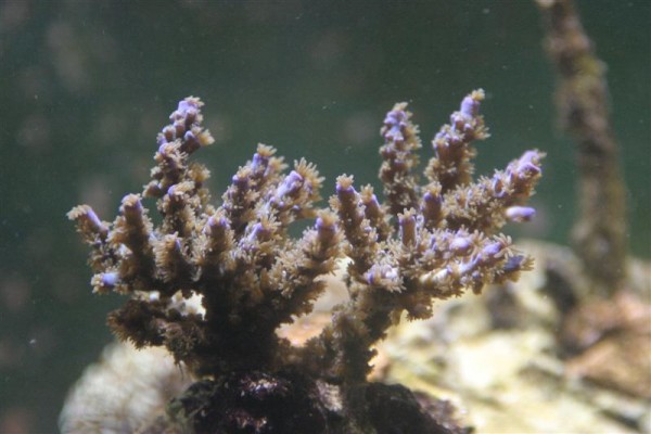 Acropora sp..jpg