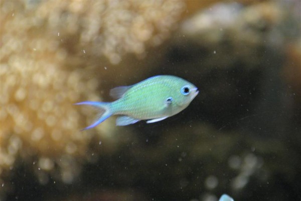 Chromis.jpg