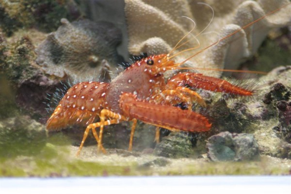 Enoplometopus occidentalis.jpg