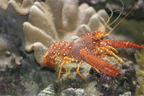 Enoplometopus occidentalis1.jpg