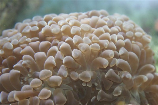 Euphyllia.jpg