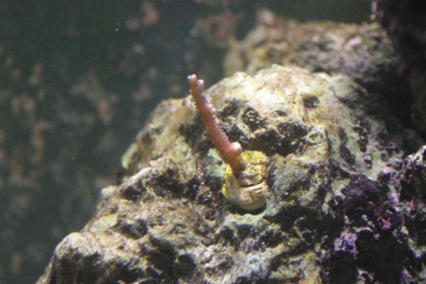 Lilla hystrix.jpg