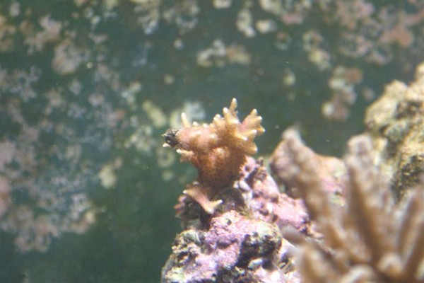 Pink Hystrix.jpg