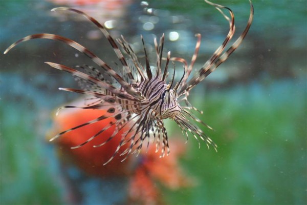 Pterois volitans1.jpg