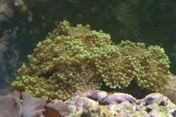 Ricordea Orange-grøn.jpg