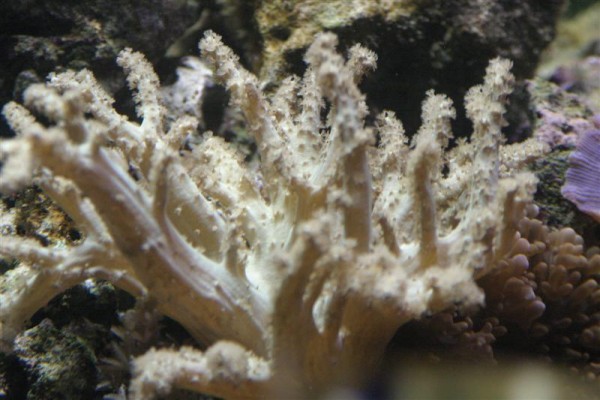 Sinularia sp..jpg