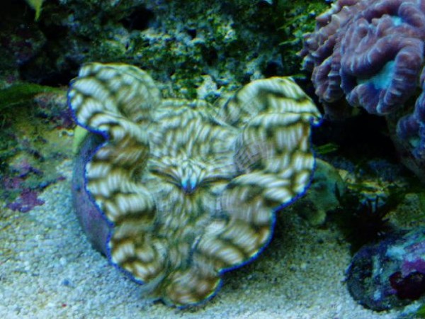 Musling 2 UDEN blits.JPG