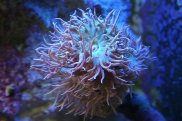 ynglings (Small).jpg