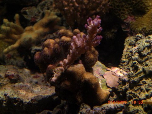 CIMG1621 (Small).JPG