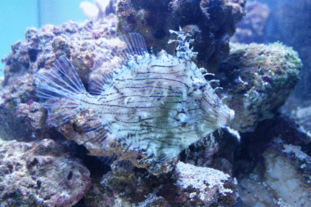 IMG_1449-1.gif