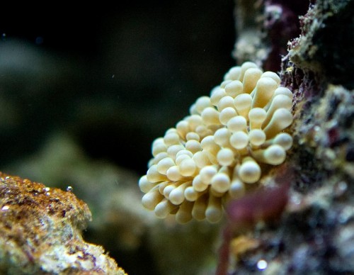 Er det en snegl eller