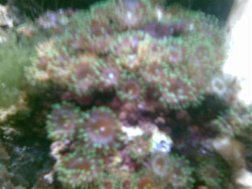 pestanemone1 (Small).jpg