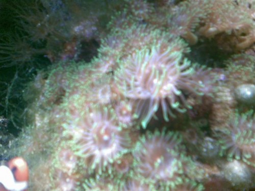 pestanemon2 (Small).jpg