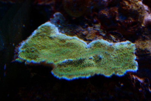 Montipora plade.jpg