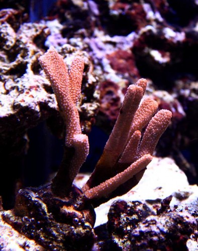 Montipora.jpg