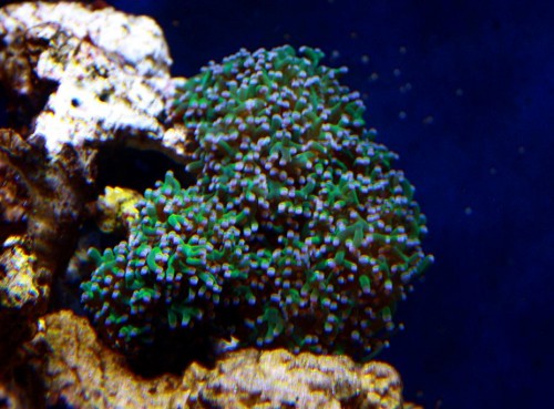 Euphyllia.jpg