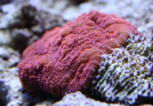 Echnophyllia.jpg