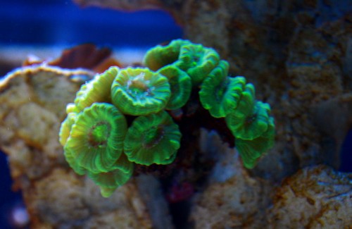 Caulastrea 1.jpg