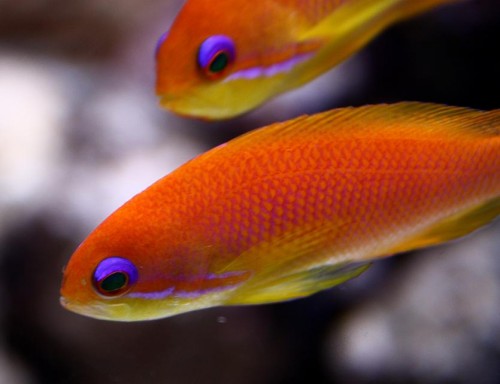 Anthias hun.jpg