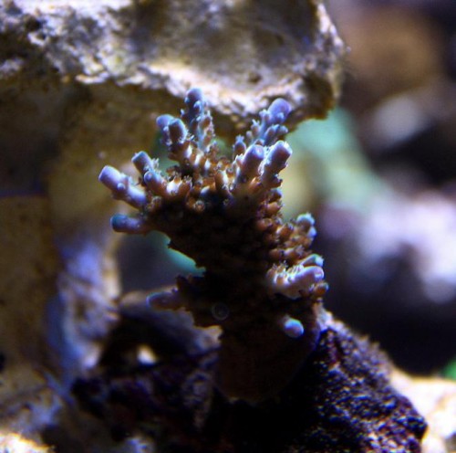 Acropora.jpg