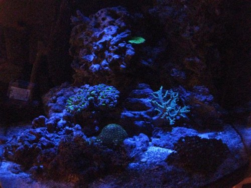 Billede 012 (Small).jpg